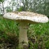 Amanita vittadinii